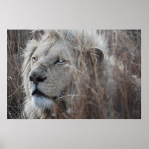 South African White Lion close up Poster