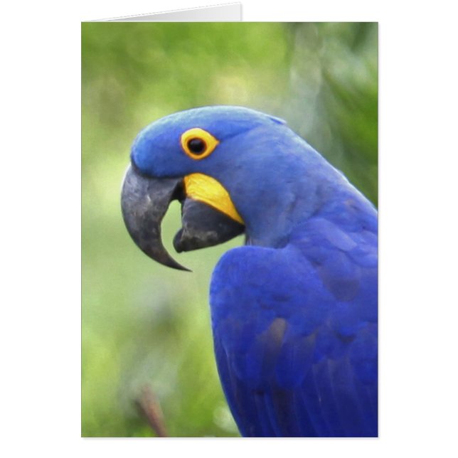 South America, Brazil, Pantanal (Front)