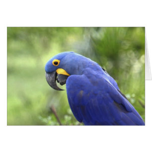South America, Brazil, Pantanal