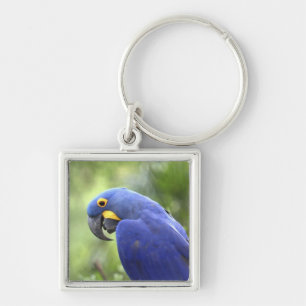 South America, Brazil, Pantanal Key Ring