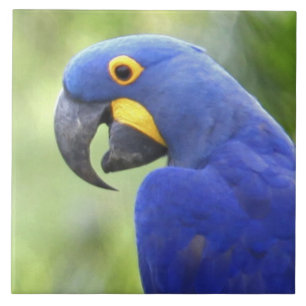 South America, Brazil, Pantanal Tile