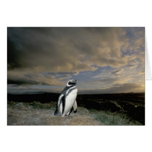 South America, Chile, Patagonia, Magellanes,