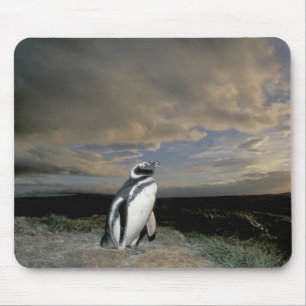 South America, Chile, Patagonia, Magellanes, Mouse Mat