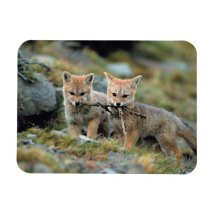 South America, Chile, Torres del Paine National Magnet