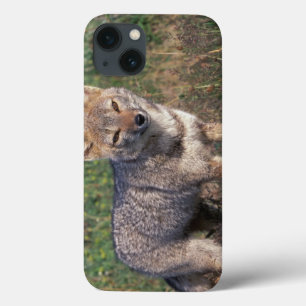 South America, Chile, Torres del Paine NP, iPhone 13 Case