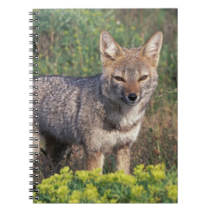 South America, Chile, Torres del Paine NP, Notebook