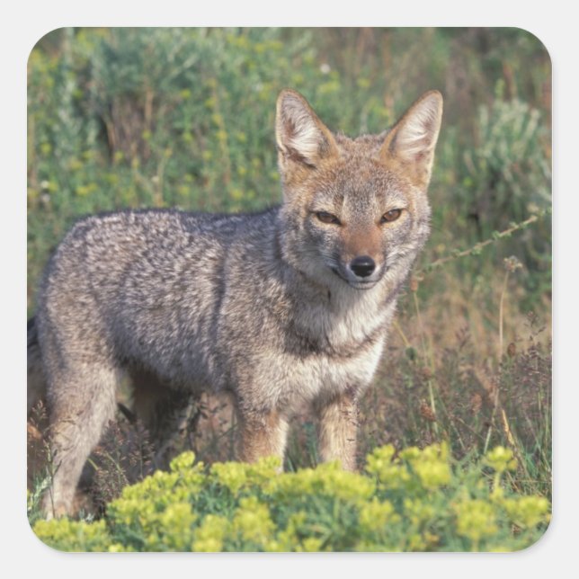 South America, Chile, Torres del Paine NP, Square Sticker (Front)