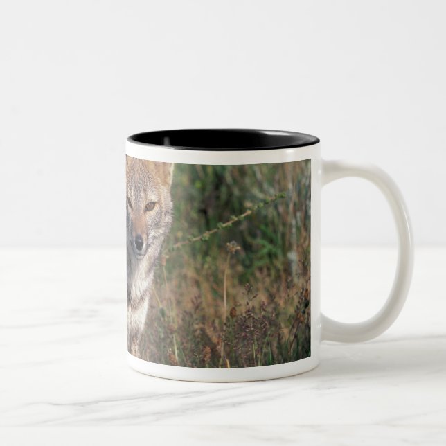 South America, Chile, Torres del Paine NP, Two-Tone Coffee Mug (Right)