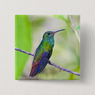 South America, Costa Rica, Sarapiqui, La Selva 15 Cm Square Badge