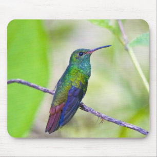 South America, Costa Rica, Sarapiqui, La Selva Mouse Mat