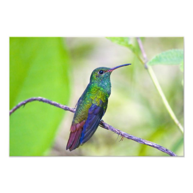 South America, Costa Rica, Sarapiqui, La Selva Photo Print (Front)