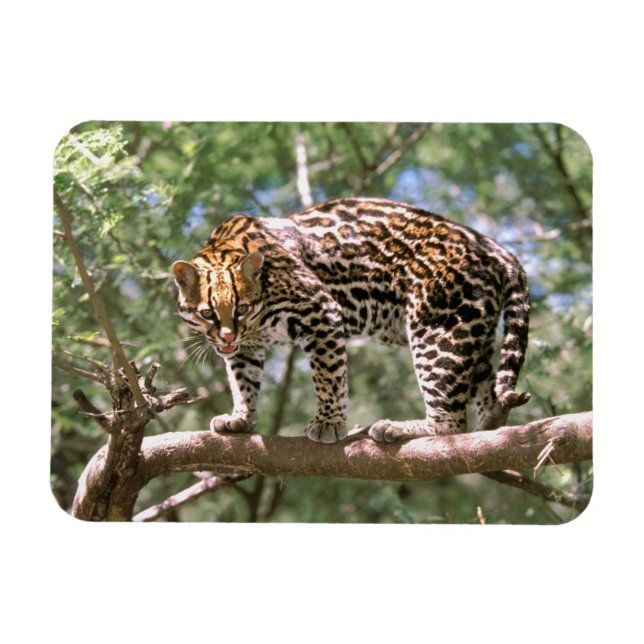 South America, Ecuador, Amazon. Ocelot Magnet (Horizontal)
