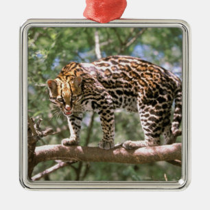 South America, Ecuador, Amazon. Ocelot Metal Tree Decoration