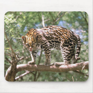 South America, Ecuador, Amazon. Ocelot Mouse Mat