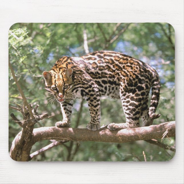 South America, Ecuador, Amazon. Ocelot Mouse Mat (Front)