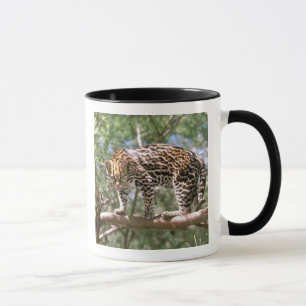 South America, Ecuador, Amazon. Ocelot Mug