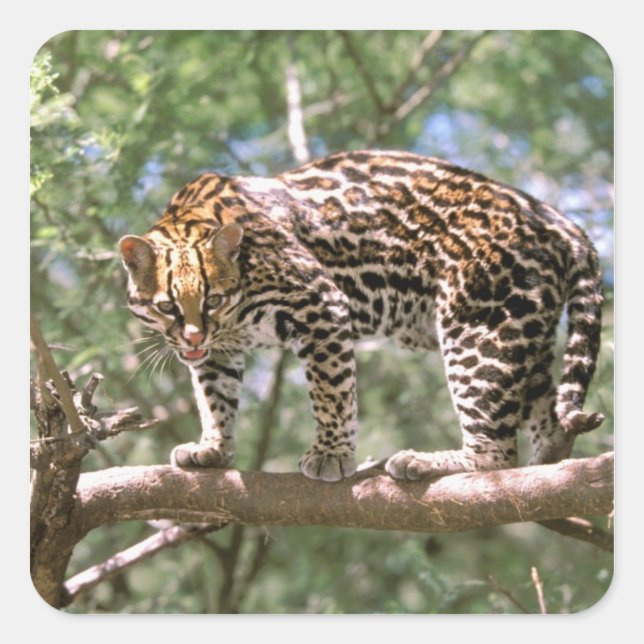 South America, Ecuador, Amazon. Ocelot Square Sticker (Front)