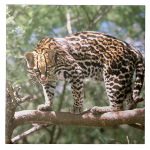 South America, Ecuador, Amazon. Ocelot Tile