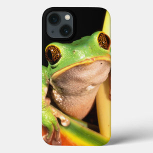South America, Ecuador, Amazon. Tree frog iPhone 13 Case