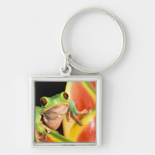 South America, Ecuador, Amazon. Tree frog Key Ring