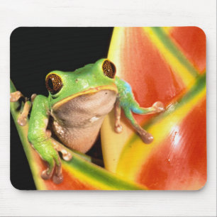 South America, Ecuador, Amazon. Tree frog Mouse Mat