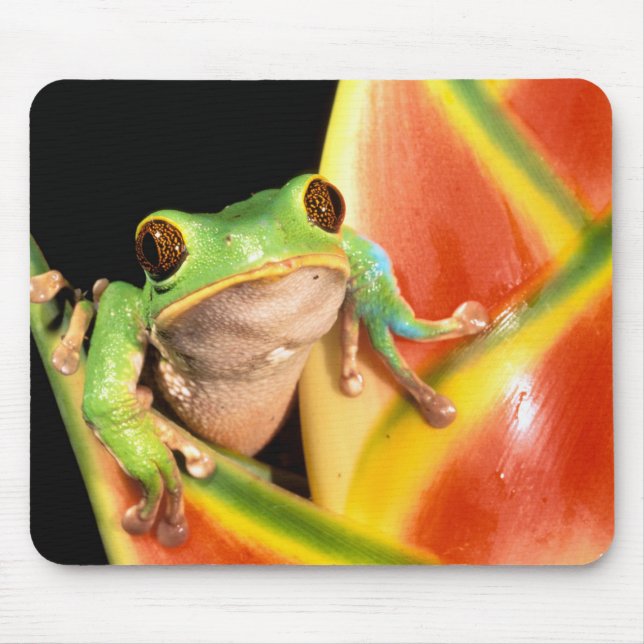 South America, Ecuador, Amazon. Tree frog Mouse Mat (Front)