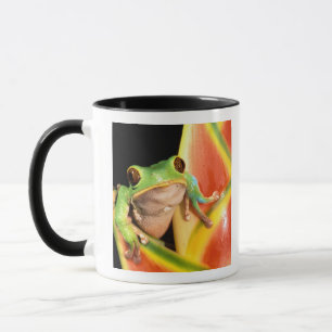 South America, Ecuador, Amazon. Tree frog Mug