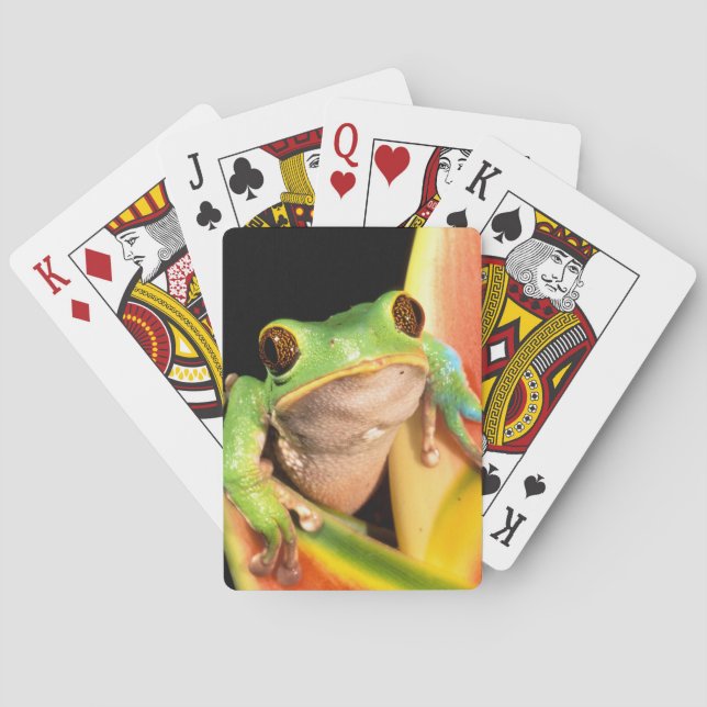 South America, Ecuador, Amazon. Tree frog Playing Cards (Back)