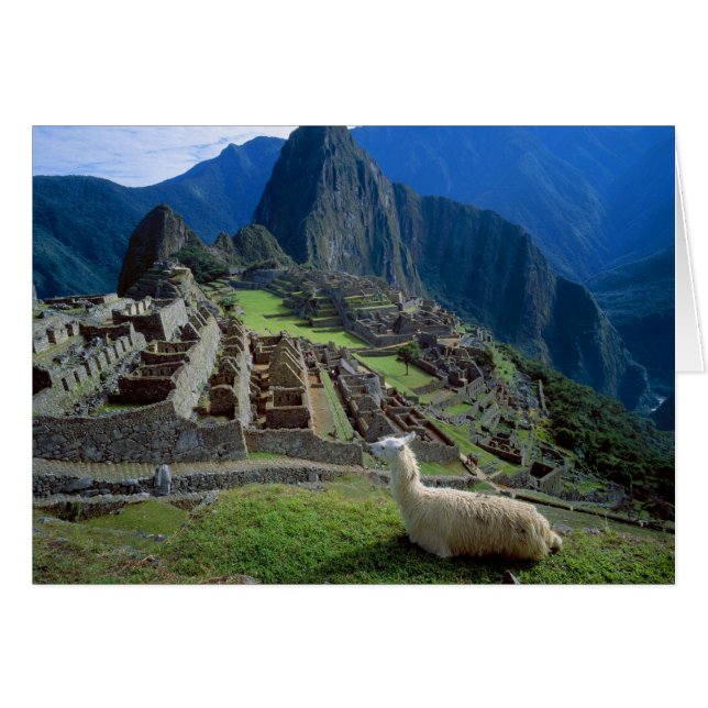 South America, Peru. A llama rests on a hill (Front Horizontal)