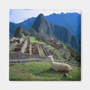 South America, Peru. A llama rests on a hill Magnet
