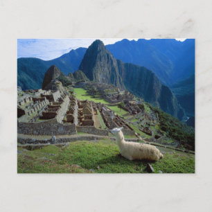 South America, Peru. A llama rests on a hill Postcard