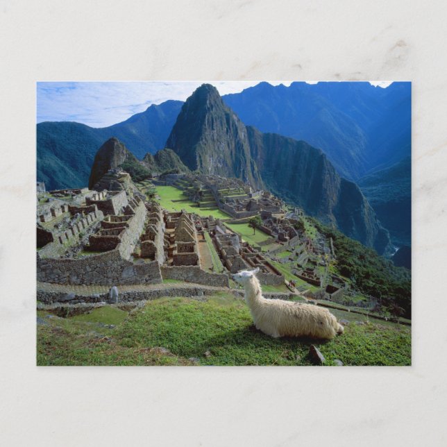 South America, Peru. A llama rests on a hill Postcard (Front)