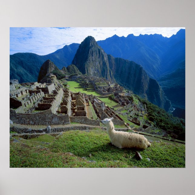 South America, Peru. A llama rests on a hill Poster (Front)