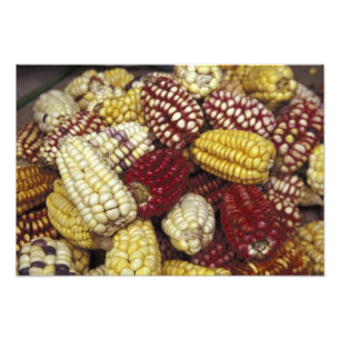 South America, Peru Corn, Maize Photo Print