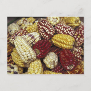 South America, Peru Corn, Maize Postcard