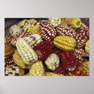 South America, Peru Corn, Maize Poster