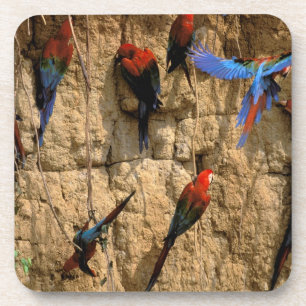 South America, Peru, Manu National Park, Coaster