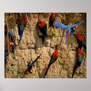 South America, Peru, Manu National Park, Poster