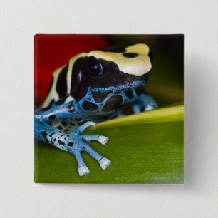 South America, Republic of Surinam. Close-up 15 Cm Square Badge