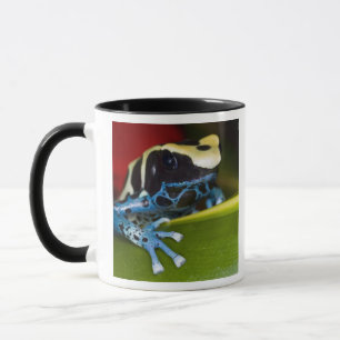 South America, Republic of Surinam. Close-up Mug