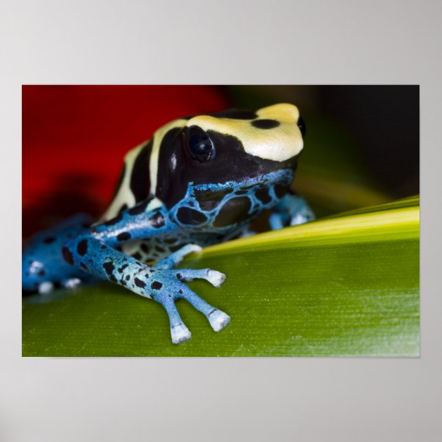 South America, Republic of Surinam. Close-up Poster (Front)