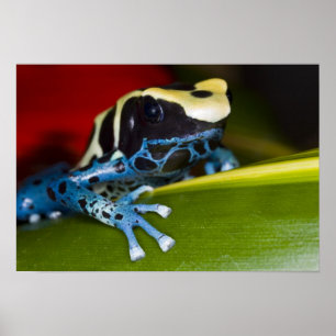 South America, Republic of Surinam. Close-up Poster