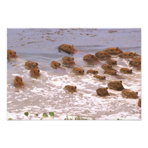 South America, Venezuela, Llano region. Photo Print