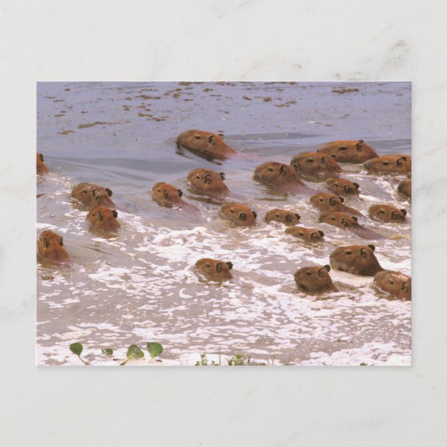 South America, Venezuela, Llano region. Postcard (Front)