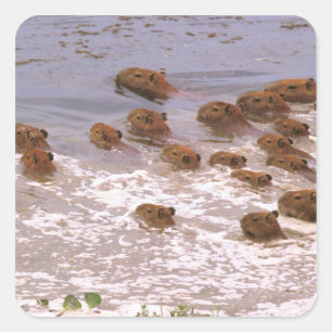 South America, Venezuela, Llano region. Square Sticker