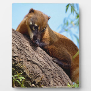 South American Coati in tree Plaque