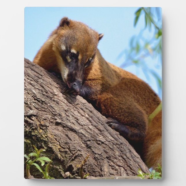 South American Coati in tree Plaque (Front)