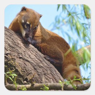 South American Coati in tree Square Sticker
