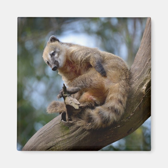 South American Coati on branch Magnet (Front)