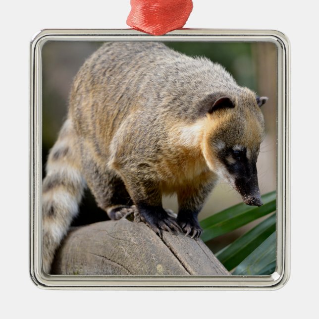South American Coati on branch Metal Tree Decoration (Front)